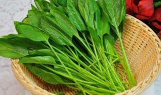 家里种植蔬菜方法 家里怎么种植蔬菜