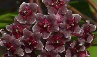 毛球兰的养殖方法 养殖毛球兰技巧