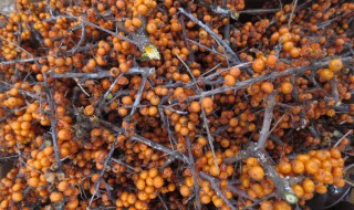 自制沙棘粉方法 沙棘粉做法如下