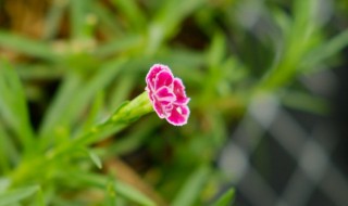 插花的养护技巧 养护花的窍门