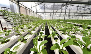 荷兰豆苗的种植方法 荷兰豆苗如何种植