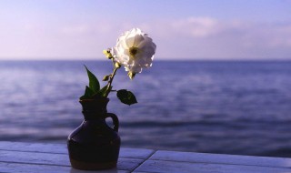 情感语录句子 情感语录句子有哪些