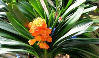 适合冬天室内养的花 适合冬天室内养的花推荐