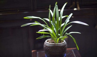 兰花培养小技巧 兰花培养有这些小技巧