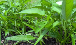 空心菜扦插方法 关于空心菜的扦插方法