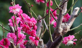 梅花种植方法 梅花养殖方法和注意事项