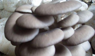 平菇怎么保鲜 如何存放平菇