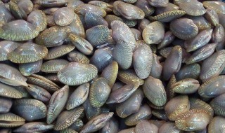 花甲怎么保鲜 花甲怎么保鲜介绍