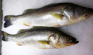 鲈鱼喂料技巧 鲈鱼喂料时间