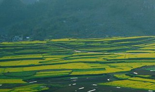 肥水不流外人田的意思 肥水不流外人田是出自诗歌吗