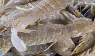 皮皮虾保鲜方法 皮皮虾保鲜方法介绍