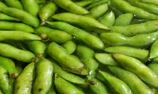毛豆保鲜保存的方法 毛豆保鲜保存的方法介绍