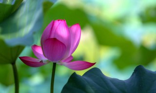 荷叶保鲜方法 荷叶保鲜方法推荐