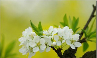 李子花的种植方法 李子花怎么种呢