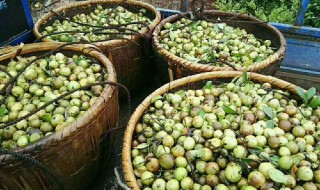 茶油果的晾晒方法 晾晒茶油果的时候需要注意什么