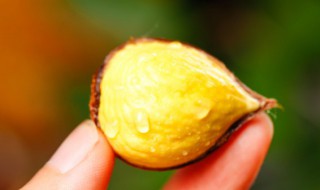 生栗子脱皮方法 怎么给生栗子脱皮