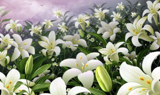 白百合花语是什么 白百合的寓意