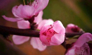 桃花象征着什么 桃花的寓意和象征