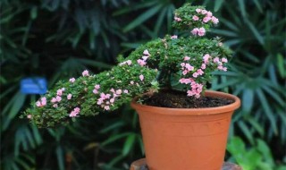 冬天适合养什么植物 冬天可以考虑种这些植物