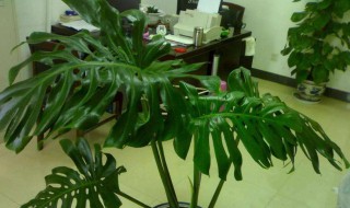 龟背竹适合放在卧室吗 龟背竹应该放哪里合适