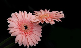 非洲菊种植教程 非洲菊怎么种植