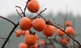 柿子怎样摘 摘柿子的方法