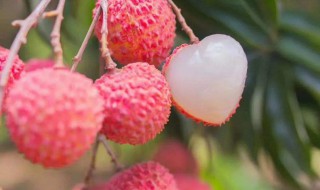 荔枝的食用方法 荔枝怎么食用