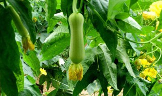 丝瓜种植方法 种植丝瓜的时候需要注意什么