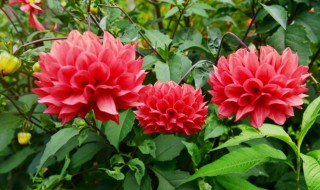 大丽花的种植方法 大丽花的种植方法简单介绍