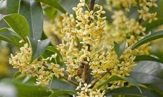 桂花怎样保存 桂花保存方法