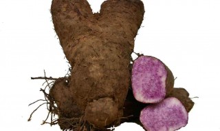 大薯的功效与作用禁忌 大薯的功效与作用禁忌有哪些