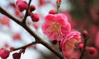 梅花的外形特点 梅花的外形特点简单介绍