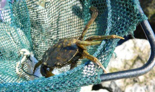 抓螃蟹的新方法 抓螃蟹的新方法有哪些