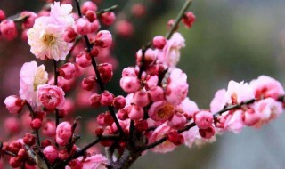 梅花的品质和精神 梅花有什么品质和精神