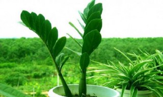 属龙适合养什么植物 属龙适合养哪些植物