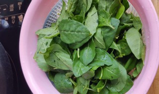 枸杞叶煮多久 枸杞叶可以煮水喝吗