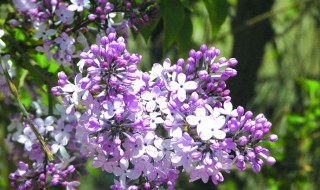 丁香树适合庭院种植吗 丁香树能不能在庭院种植