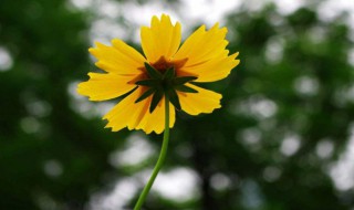 东北室外适合种什么花 在东北室外越冬的花卉有哪些可以选择