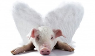 猪脑怎么做入味 猪脑蒸天麻的做法介绍