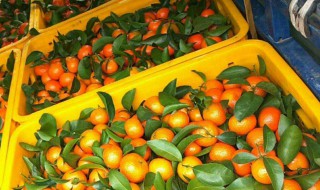 反沙柑怎么做 反沙潮州柑的做法介绍