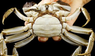 怎样绑螃蟹 绑螃蟹的方法