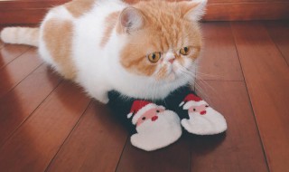 怎么做猫的袜子 猫的袜子做法步骤