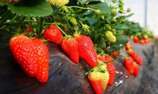 草莓适合什么土壤 什么土壤适合种草莓