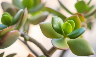 燕子掌适合室内养殖吗 燕子掌放室内好吗