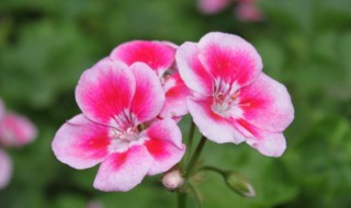 天竺葵适合放室内养吗 天竺葵放室内养好吗