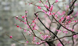 形容梅花的诗句 描写梅花的诗句有哪些