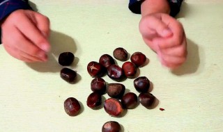 板栗怎样储存 储存板栗的方法介绍
