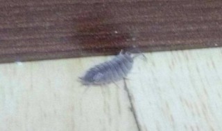 屋里有潮虫怎样清除 怎样清除潮虫