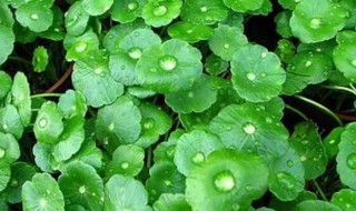 铜钱草生根方法 铜钱草如何生根