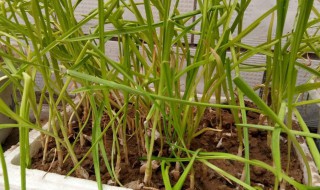 室内裁葱蒜方法 关于室内裁葱蒜的方法